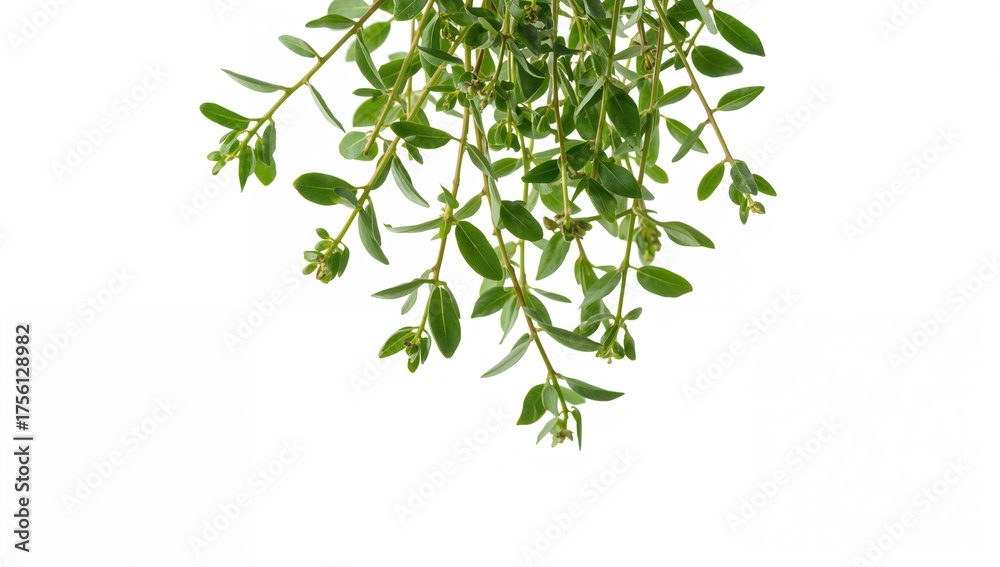 Obraz premium Fresh oregano sprigs suspended in the air against a white backdrop