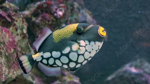 Clown Triggerfish also known as Balistoides Conspicillum Swimming in the Deep Water. Colorful Fish in the Aquarium. Slow Motion 4K Close Up Shot. Water Reflections are Visible.