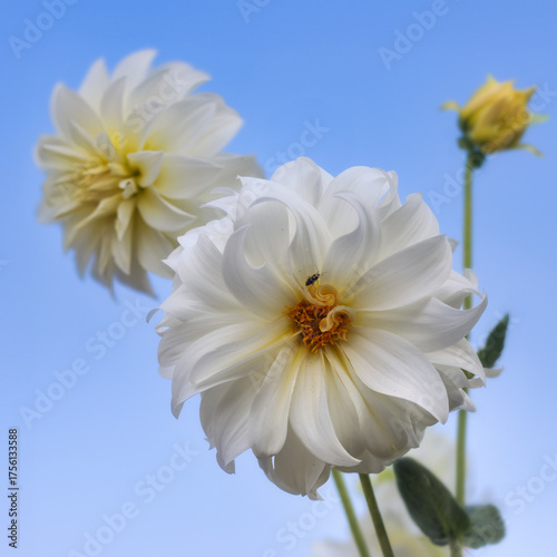 White dahlias in front of a blue sky 