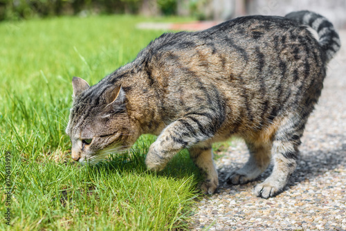 Tabby cat searching for something in the grass