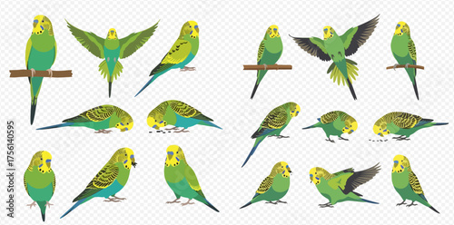 Collection of green and yellow budgerigars in various poses, isolated on a transparent background.