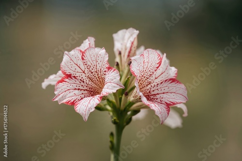 Adenium plants showcasing b...