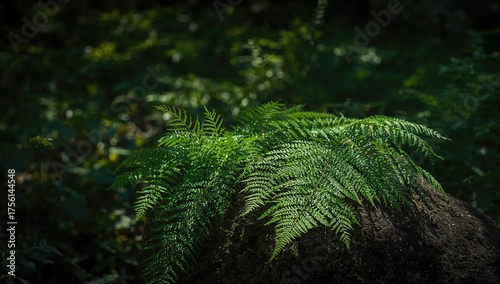 Lush fern resting on a rock...