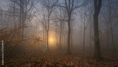 Misty woodland scene with v...