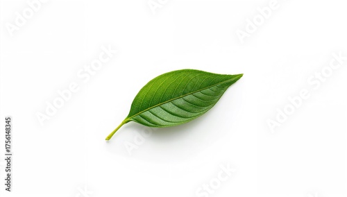 Single green tea leaf isola...