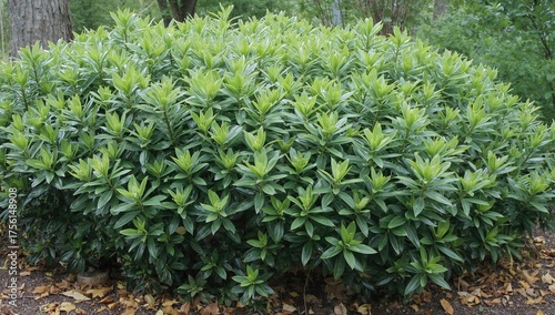 Aglaonema Silver Bay, commo...