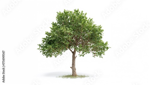 Mature oak tree aged eight ...