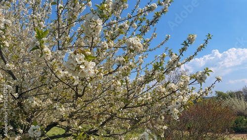 Scenic view of a blossoming...