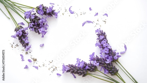 Fragrant purple lavender bl...