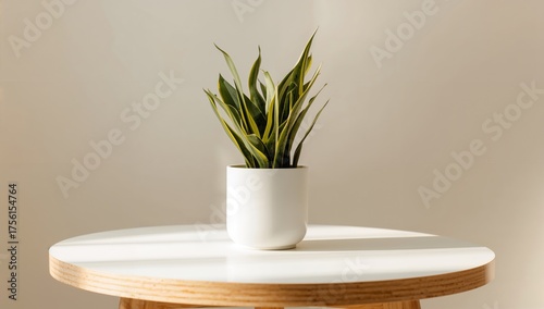 Stylish sansevieria in a co...