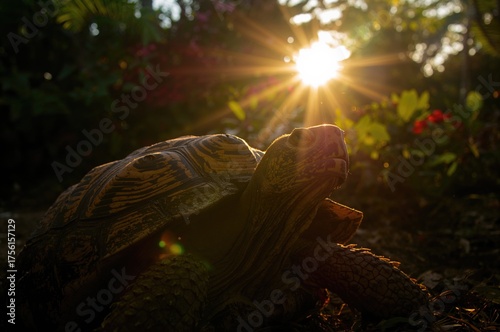 A tortoise soaks up the sun...
