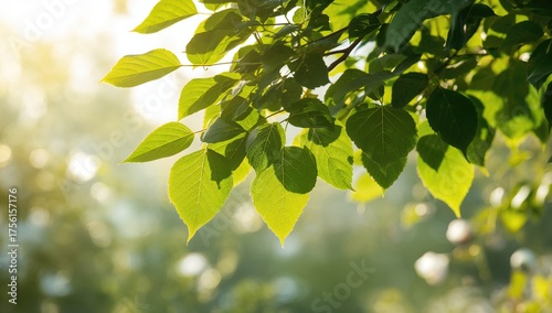 Lush green foliage against ...