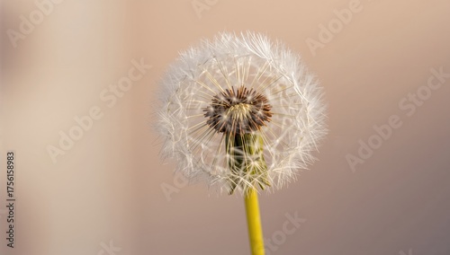 Close-up of dandelion seeds