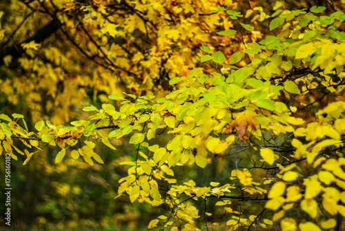 The beauty of autumn leaves close-up.