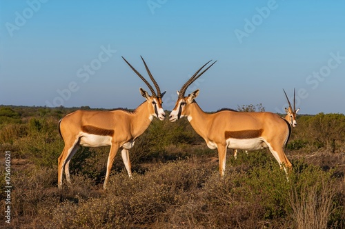 Wildlife in the desert: Ara...