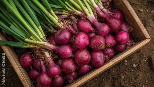 Red shallot onion bulbs fre...