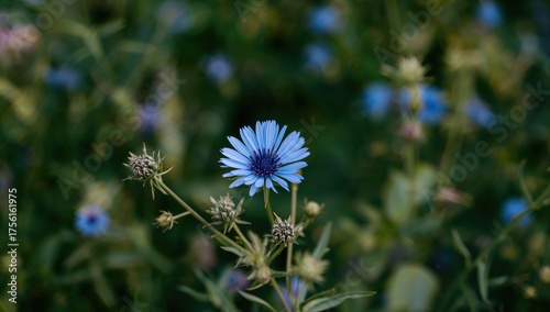 Vibrant blue wildflowers bl...
