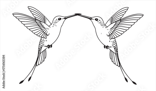 Elegant Line Drawing of Hummingbird Pair Touching Beaks