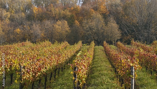 Vineyard fields in fall wit...