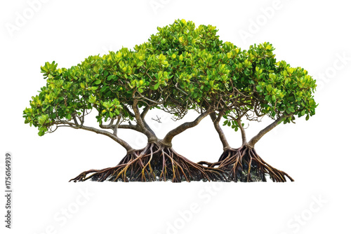 Mangrove Tree With Exposed Roots. Coastal Ecosystem And Environmental Conservation. Isolated On Transparent Background