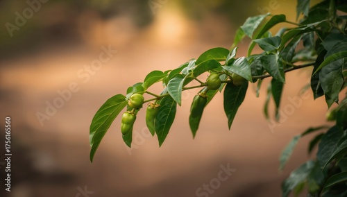 Close-up of a branch with g...