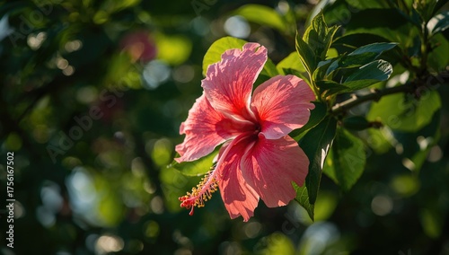 Pink hibiscus flower bloomi...