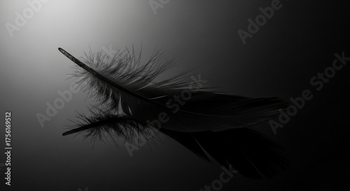 Elegant Black Feather with Reflection on a Dark Background Serene Still Life
