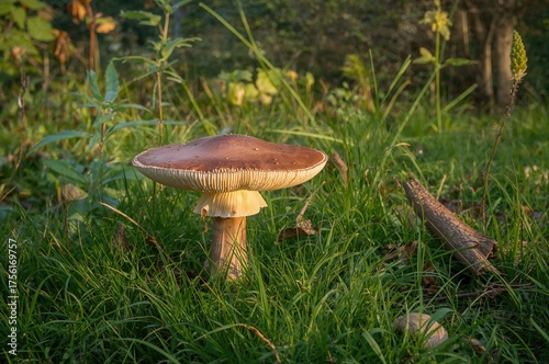 A Untamed Fungus Growing Ou...