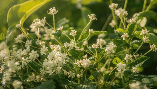 Delicate White Ageratum con...