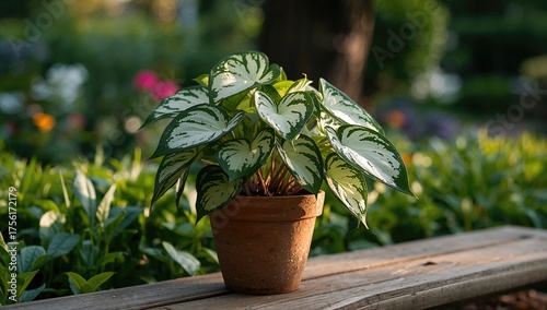 Caladium bicolor Rukchai po...