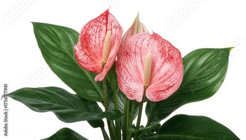 Bright Anthurium blossoms a...