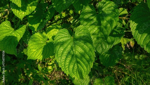 Vivid green foliage reveals...