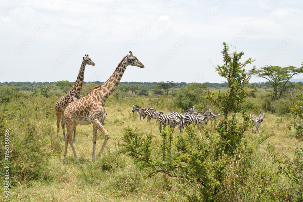 Obraz premium Africa, Tanzania, Segengeti, giraffes & zebras