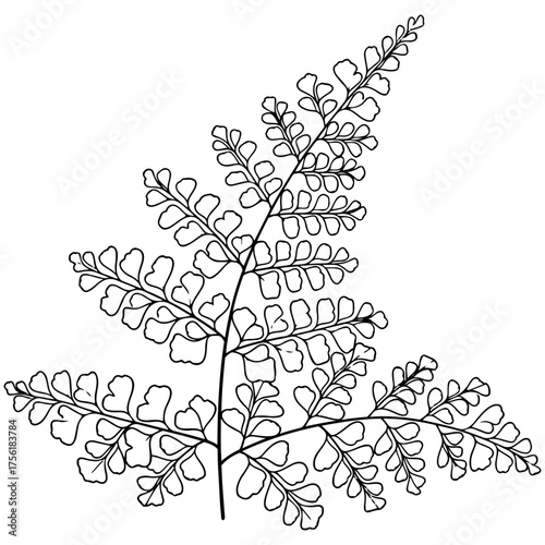 Outline of a delicate Maidenhair Fern frond. Simple black and white vector line art for a botanical coloring page, logo, or elegant wedding design.

