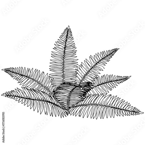 Detailed hand-drawn sketch of a fern plant. Black and white vector botanical illustration of tropical foliage, ideal for prints, patterns, or logos.

