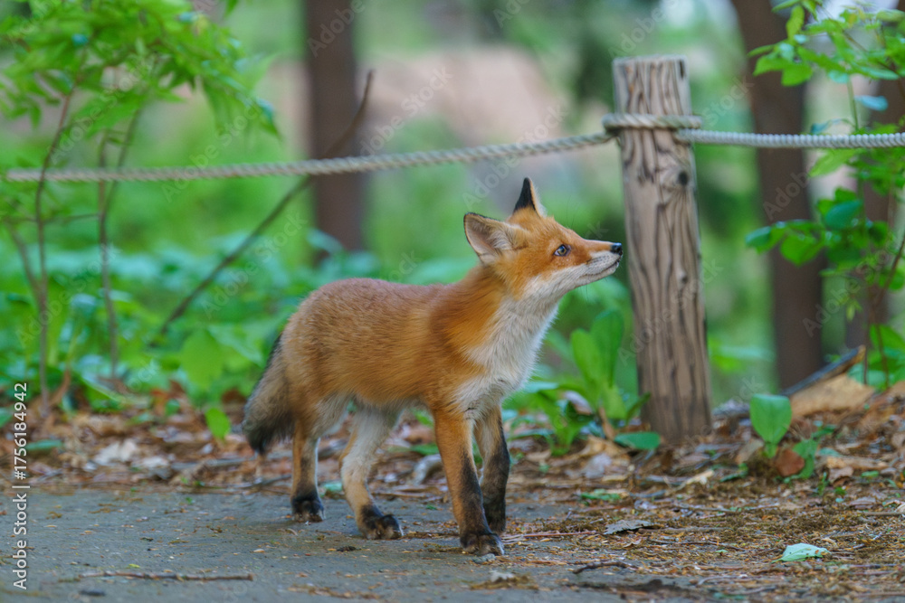 Fototapeta premium 北海道の野生のなまらめんこい子ぎつね（キタキツネ） 