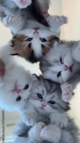 Four playful kittens are stacked on top of each other, showcasing their adorable fur and curious expressions