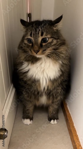 A cat stands in front of a closed door, looking curiously at its surroundings