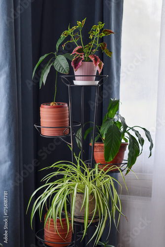 Indoor houseplants in pots on metal plant stand by window