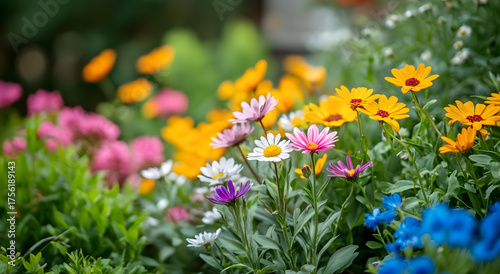 Fototapeta Naklejka Na Ścianę i Meble -  flowers in the garden