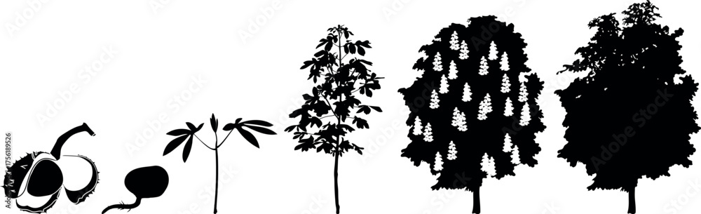 Obraz premium Black silhouette of life cycle of horse chestnut tree (Aesculus hippocastanum). Growth stages from seed and sprout to old tree isolated on white background 