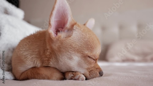 Sad dog feeling lonely.