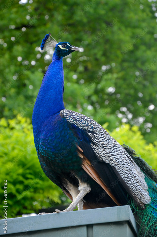 Obraz premium A majestic peacock stands tall at Wilhelma, the Zoological-Botanical Garden in Stuttgart, Germany. Its vibrant blue neck and iridescent feathers shimmer in the natural light against a green background
