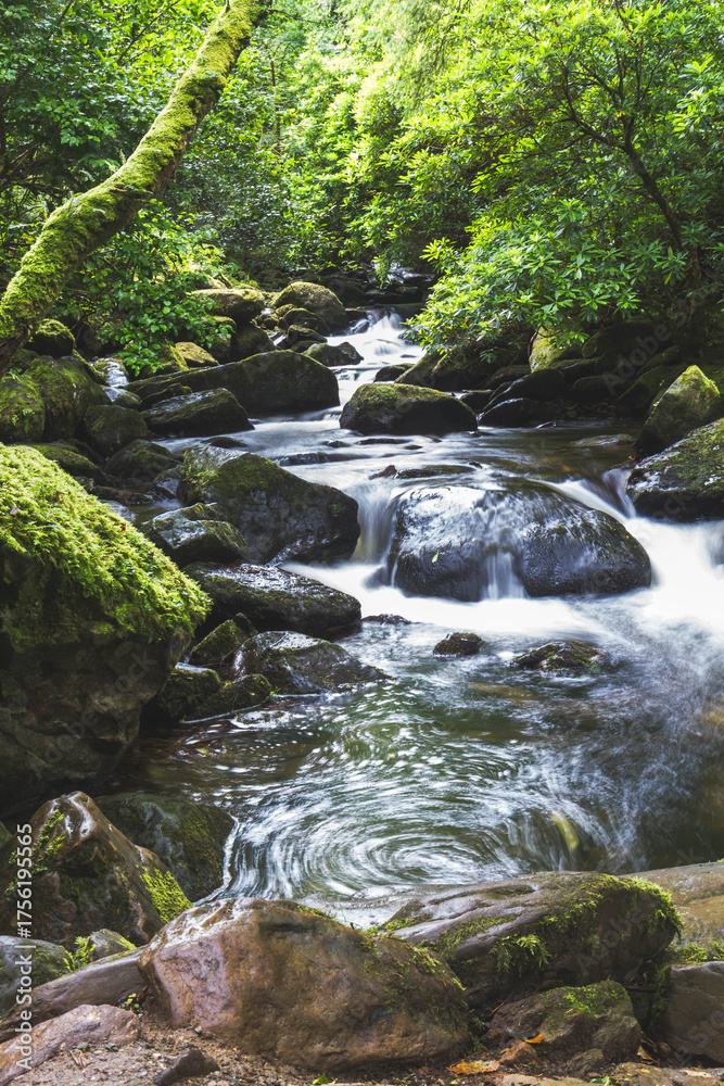 Fototapeta premium Forest Stream in County Kerry, Ireland