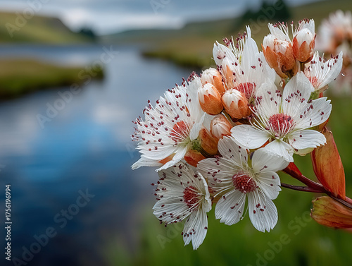 Beggarticks: A close-up of ...