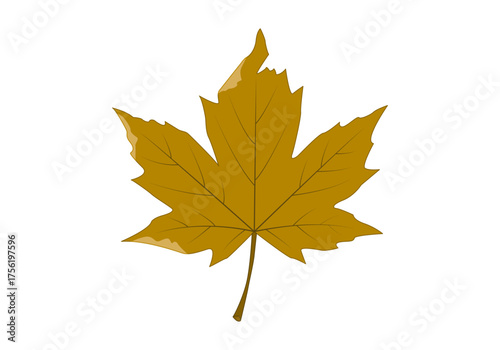 Hoja seca de árbol marrón en fondo blanco