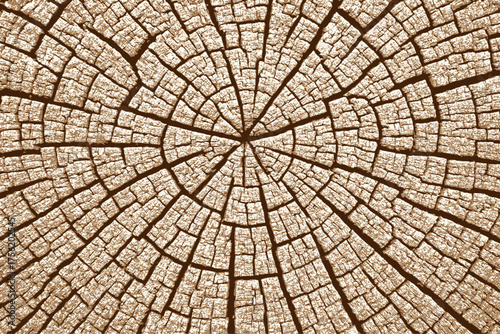 Detailed wood grain pattern showing tree rings, ideal for eco design, print materials, or natural backgrounds.