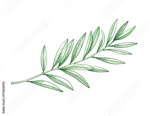 Illustration of an olive branch with detailed leaves and stem rendered in green