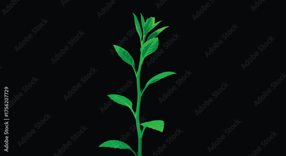 Fototapeta premium A young green plant with leaves against a
