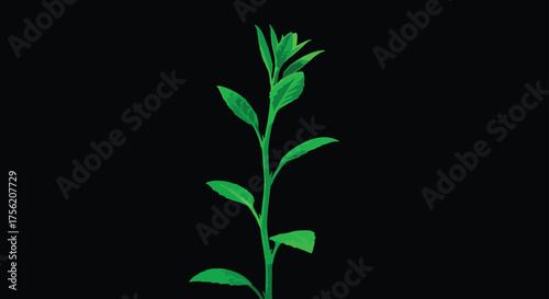 A young green plant with leaves against a
